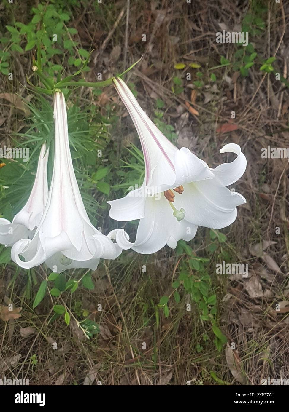 Formosa lily (Lilium formosanum) Plantae Stock Photo