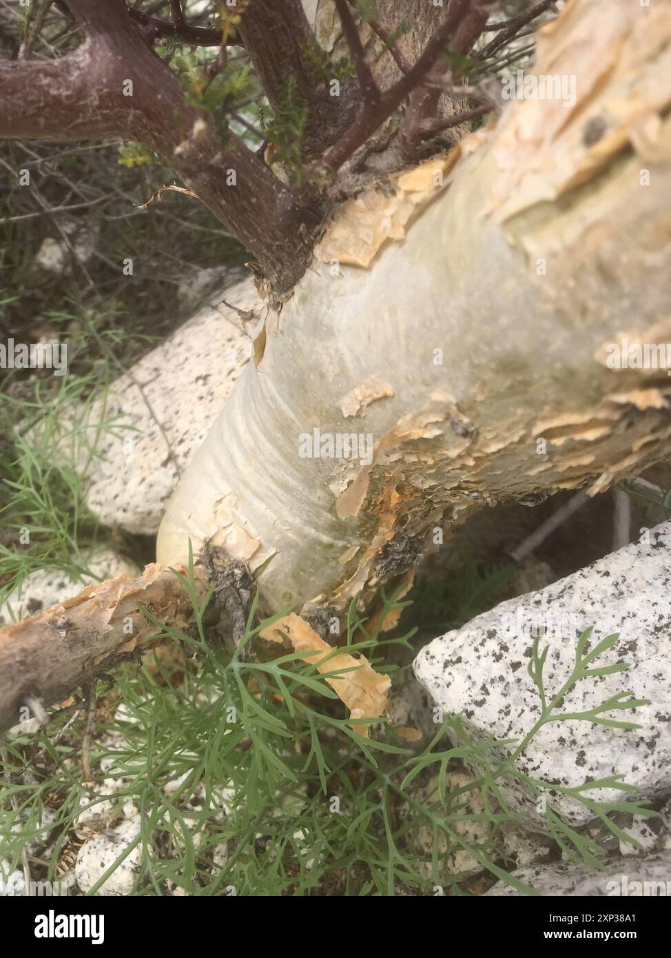 elephant tree (Bursera microphylla) Plantae Stock Photo - Alamy