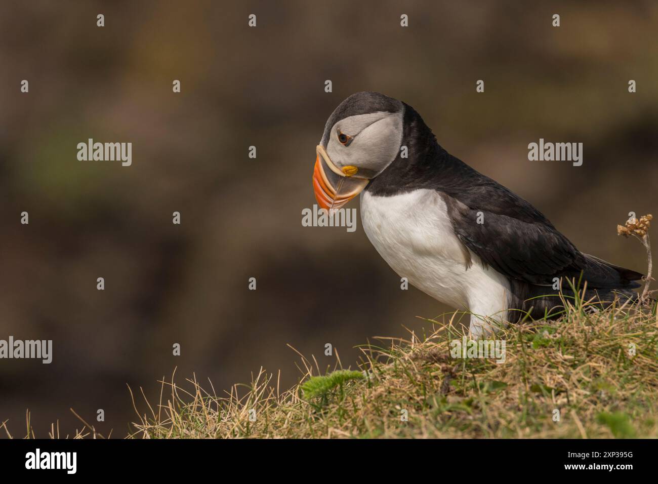 Atlantic Puffin (Fratercula arctica) close-up shots of birds in ...