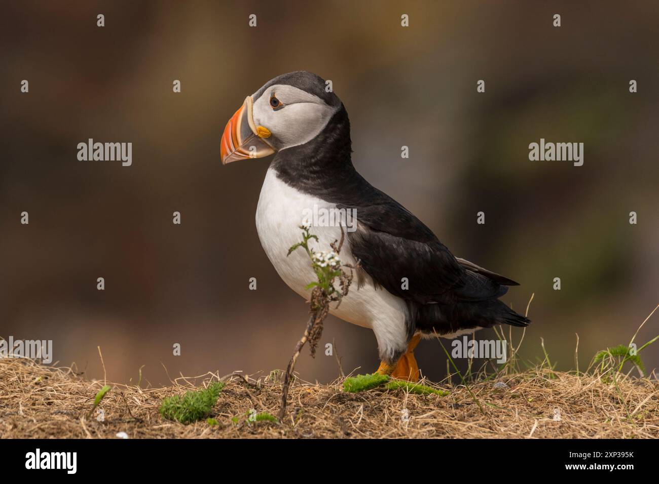Atlantic Puffin (Fratercula arctica) close-up shots of birds in ...
