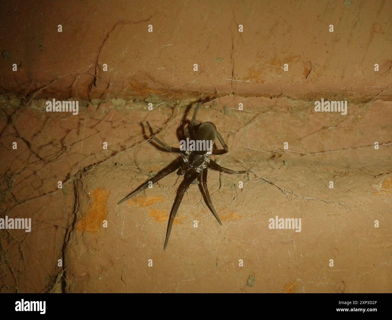 Southern House Spider (Kukulcania hibernalis) Arachnida Stock Photo Alamy