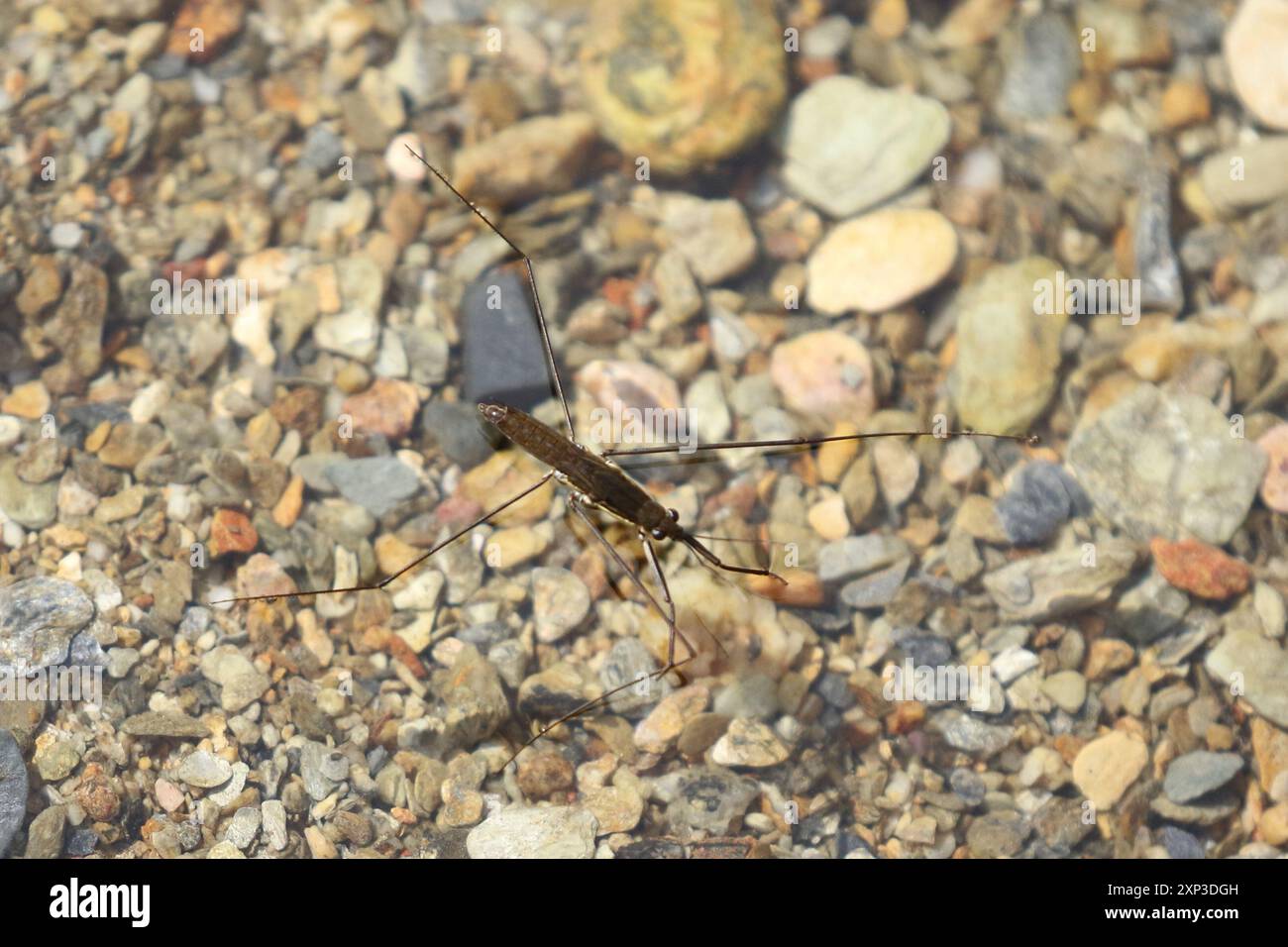 (Aquarius paludum amamiensis) Insecta Stock Photo - Alamy