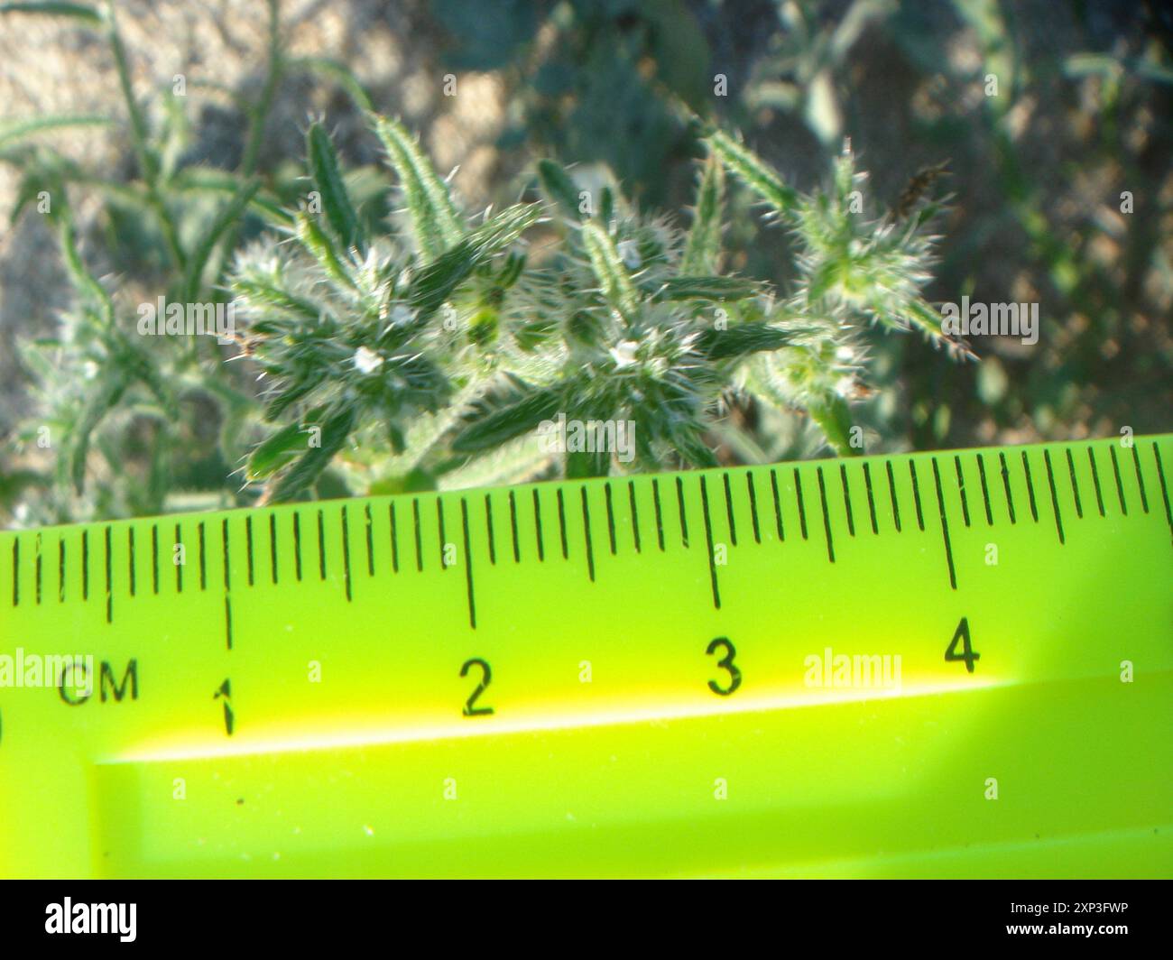 Guadalupe cryptantha (Cryptantha maritima) Plantae Stock Photo - Alamy