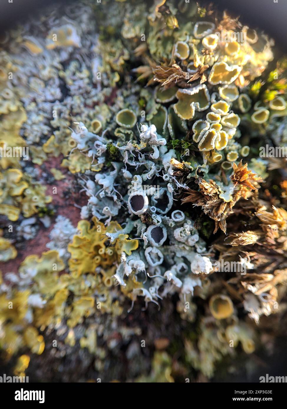 Hooded Rosette Lichen (Physcia adscendens) Fungi Stock Photo