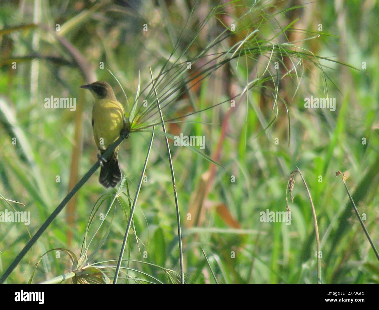 Unicolored Blackbird (Agelasticus cyanopus) Aves Stock Photo Alamy