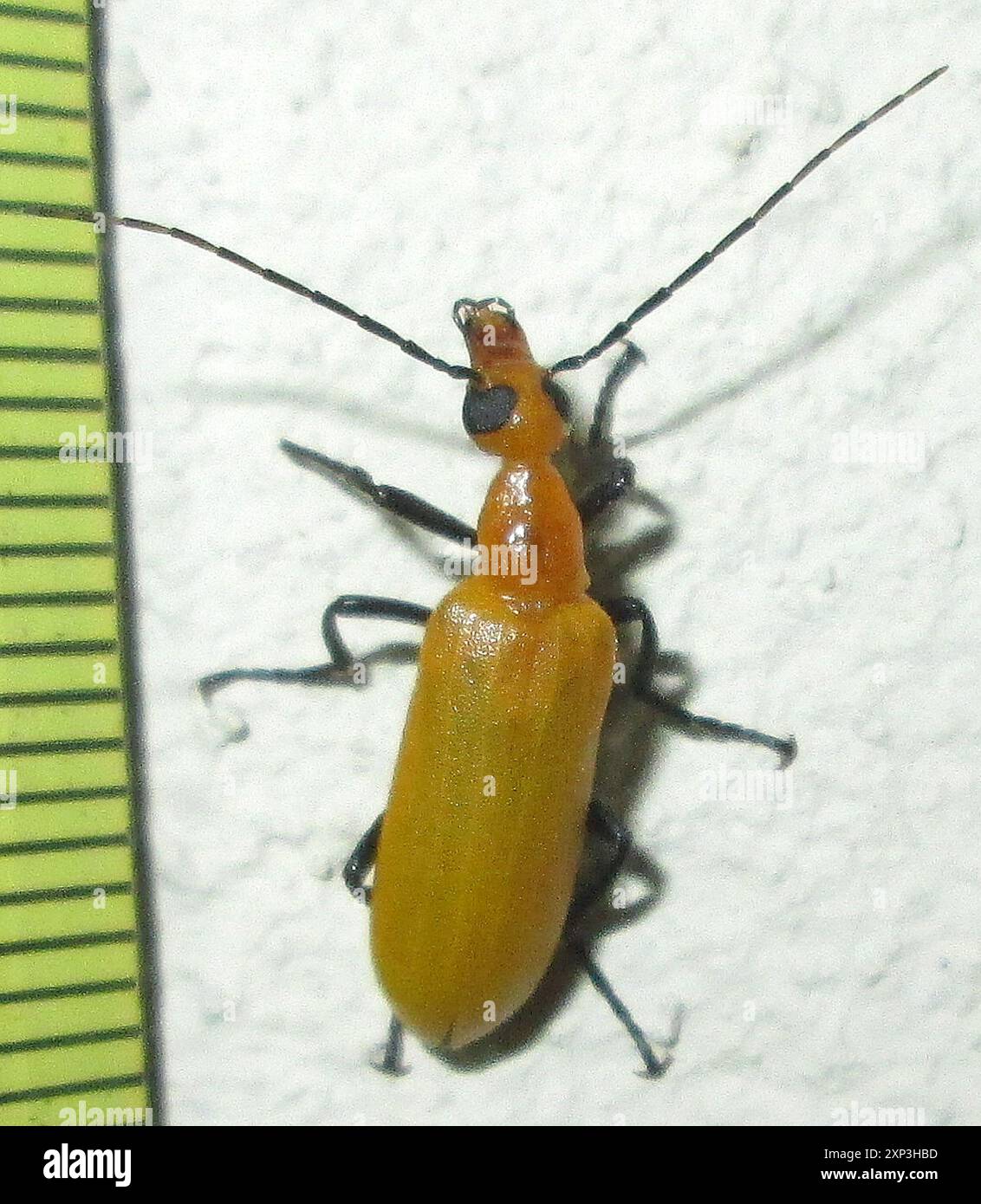 (Zonitoschema atrimembris) Insecta Stock Photo Alamy