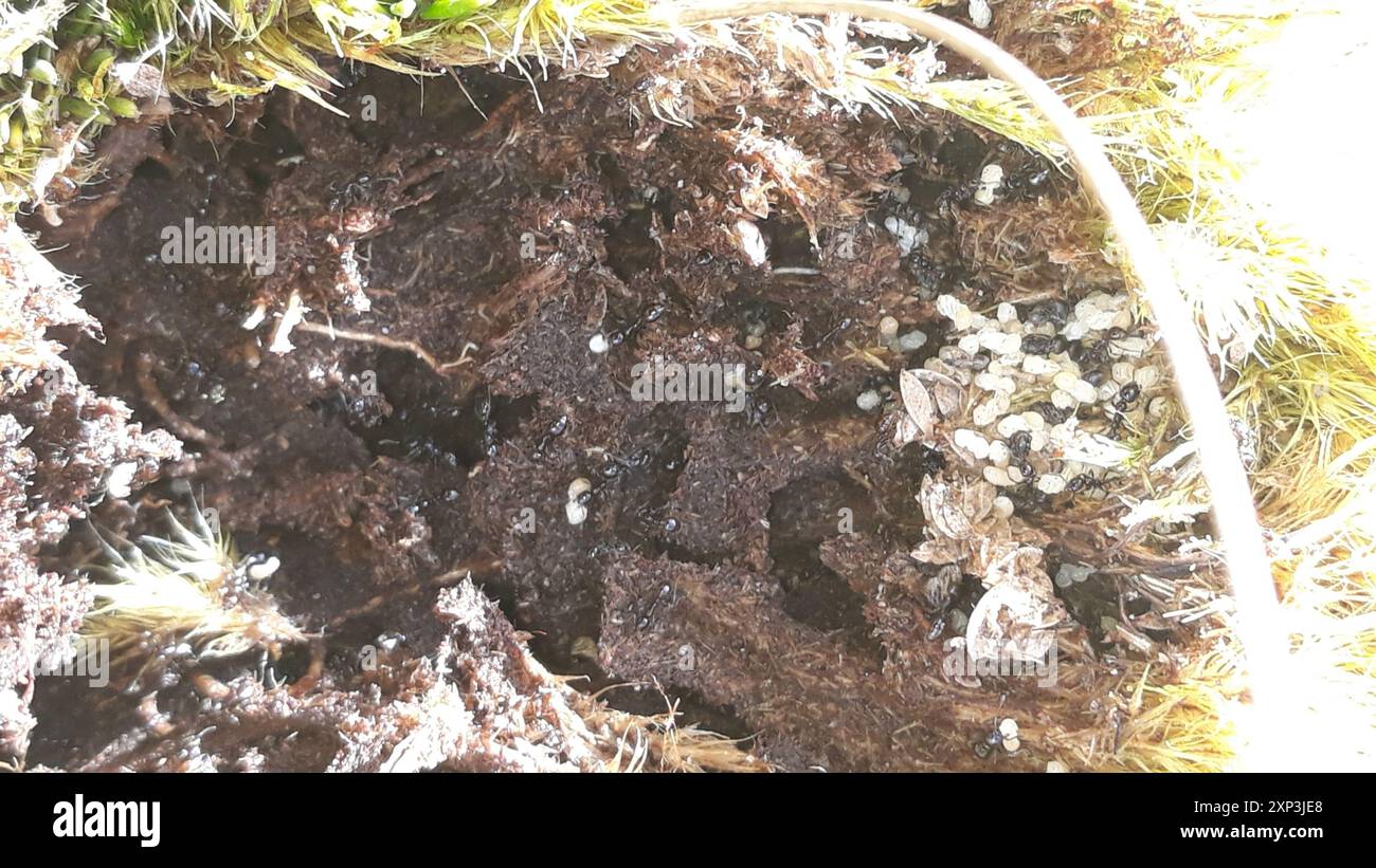 Timid ants hi-res stock photography and images - Alamy