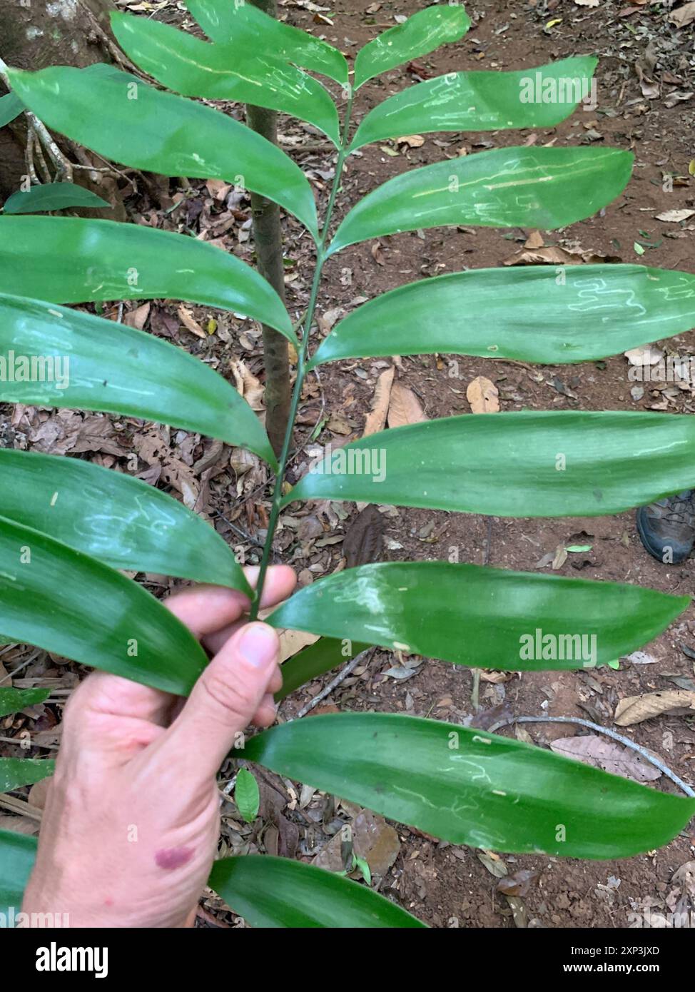 zimmerpflanze spargel Chřest Setaceus – Spargelfarn