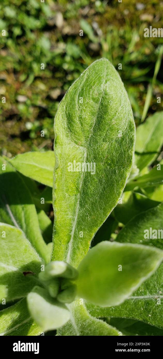 two-color rabbit tobacco (Pseudognaphalium biolettii) Plantae Stock ...