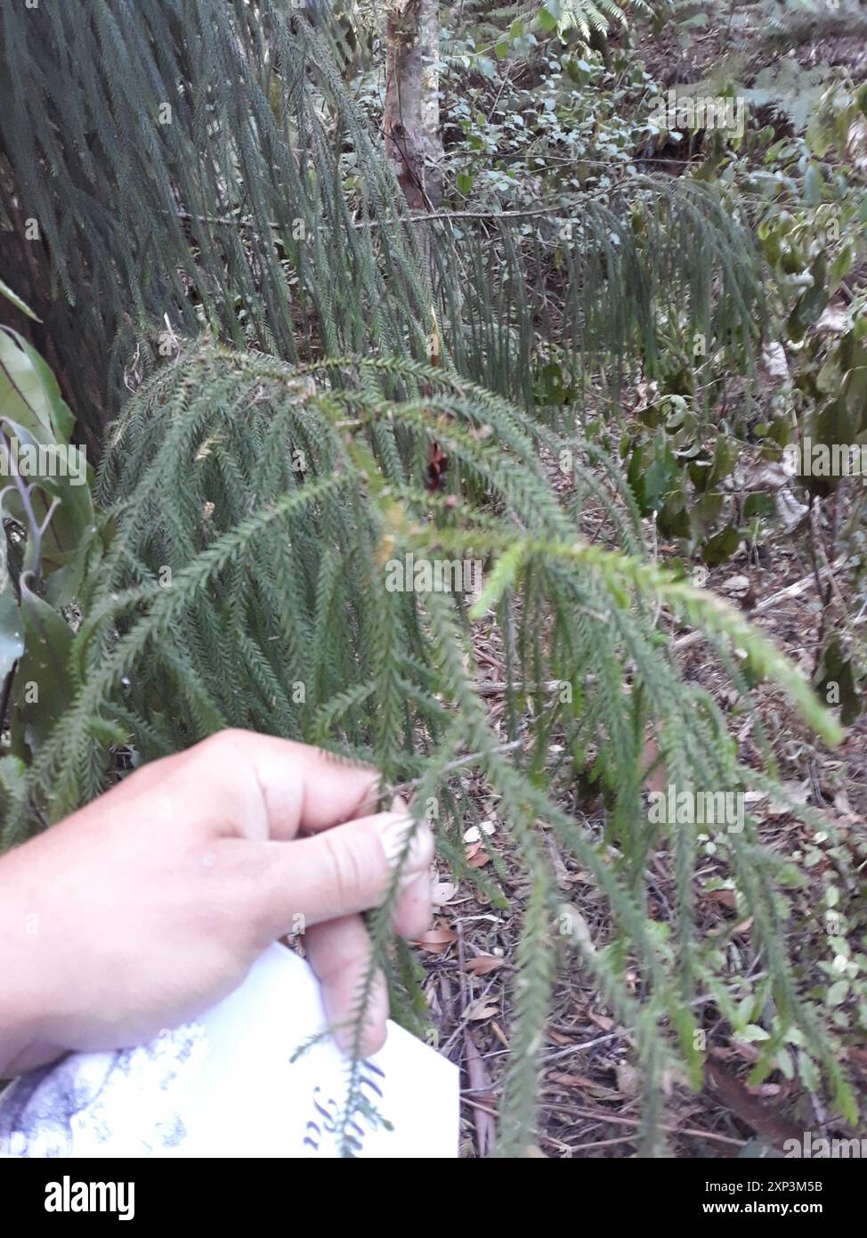 3 Rimu rimu (Dacrydium cupressinum) Plantae Stock Photo - Alamy