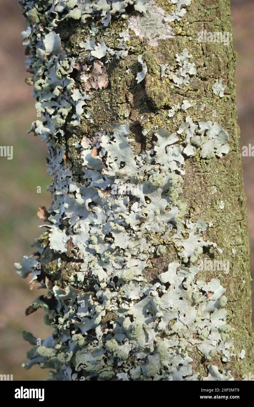 Powdered Loop Lichen (Hypotrachyna revoluta) Fungi Stock Photo - Alamy