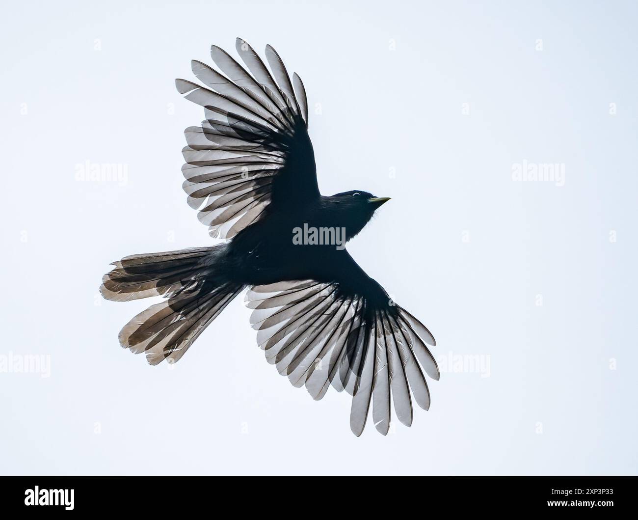 PERISOREUS INTERNIGRANS 一部欠品有 Perisoreus internigrans hi-res