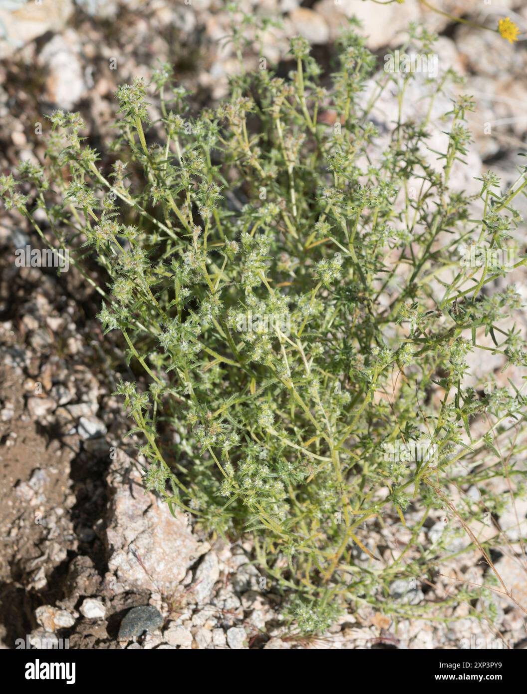 Guadalupe cryptantha (Cryptantha maritima) Plantae Stock Photo - Alamy
