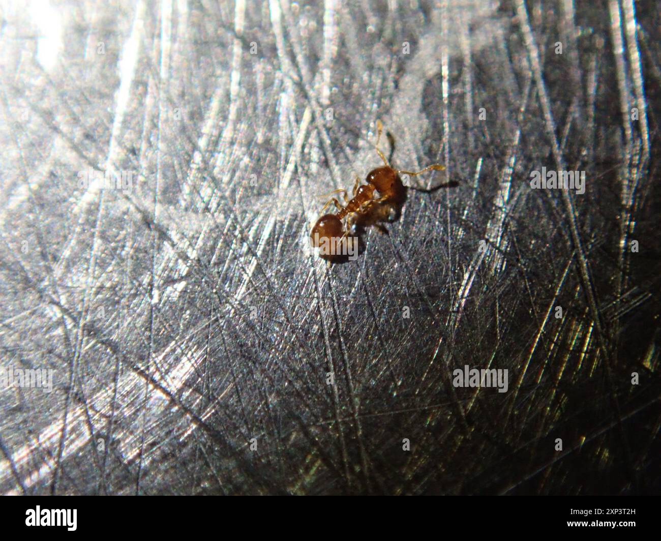 Timid ants hi-res stock photography and images - Alamy