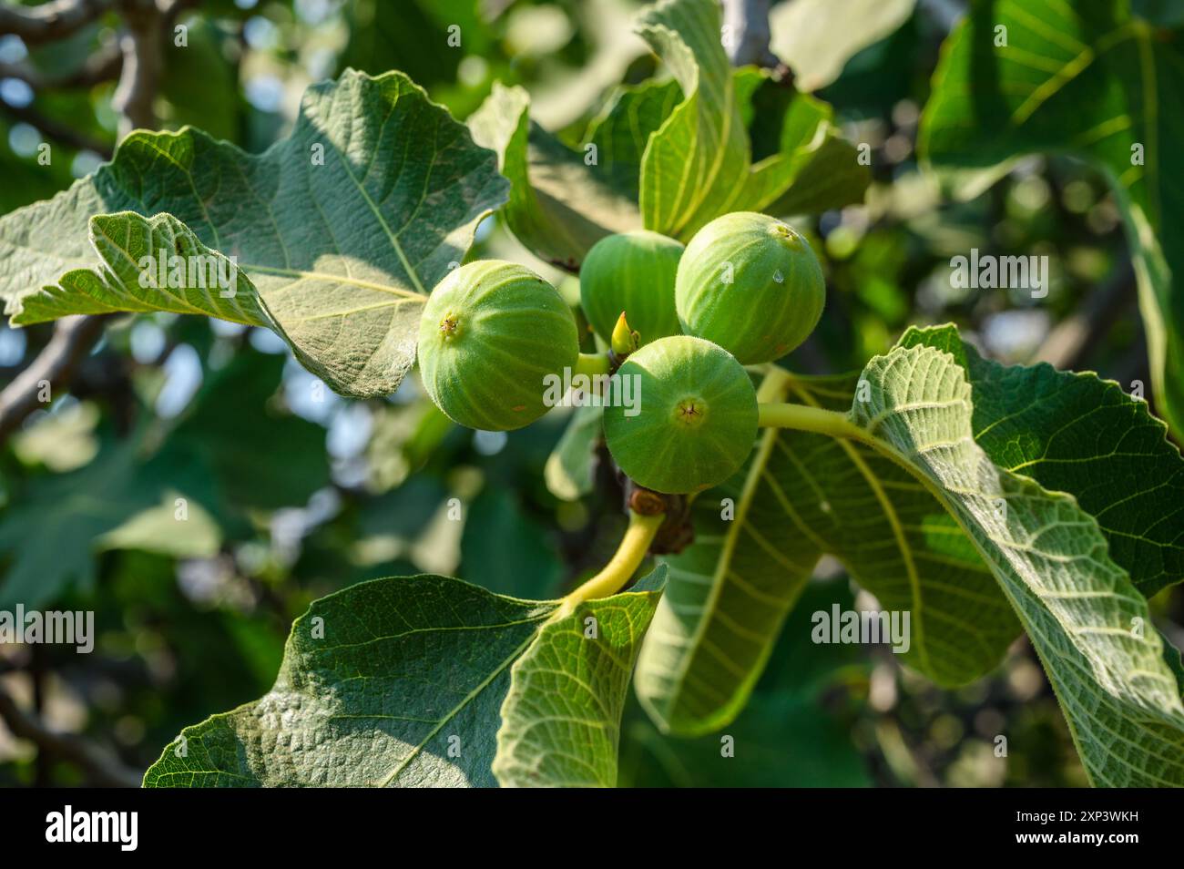 Branch of a fig tree Ficus carica with leaves and fruits in various ...