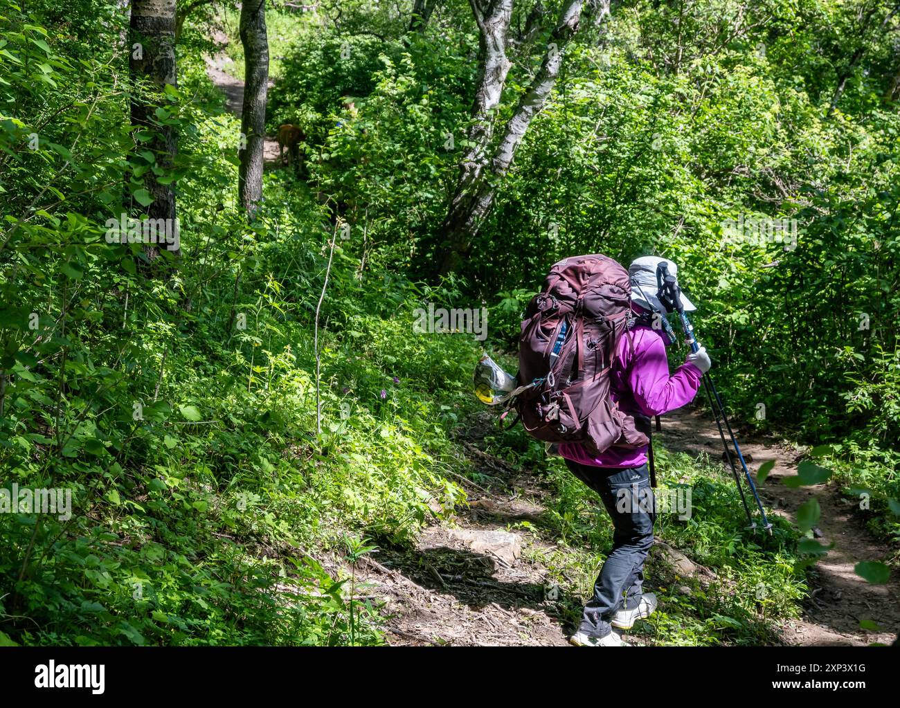 Hiker backpack forest hi-res stock photography and images - Alamy