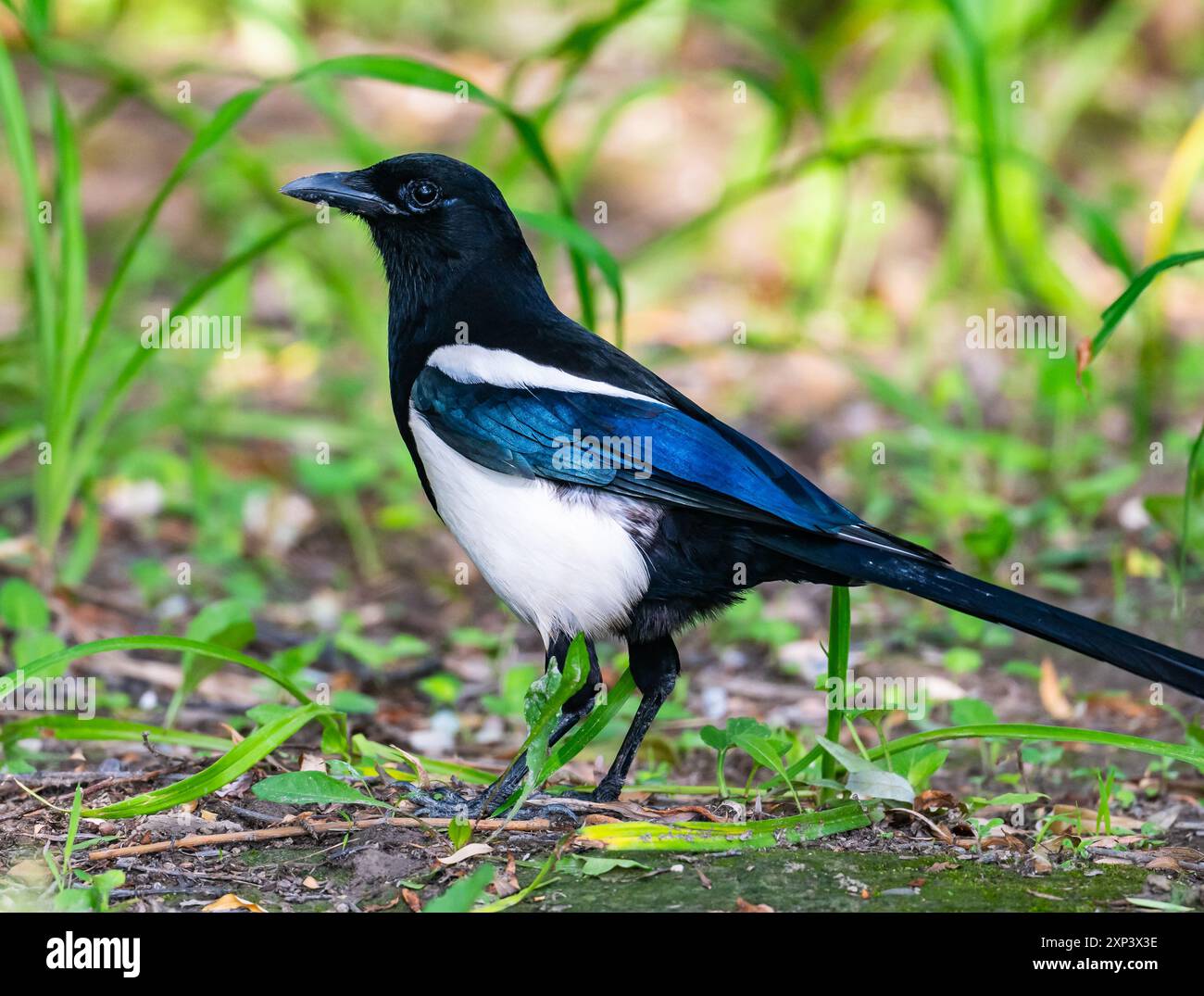 An Oriental Magpie (Pica serica) foraging on ground. Beijing, China. Stock Photo