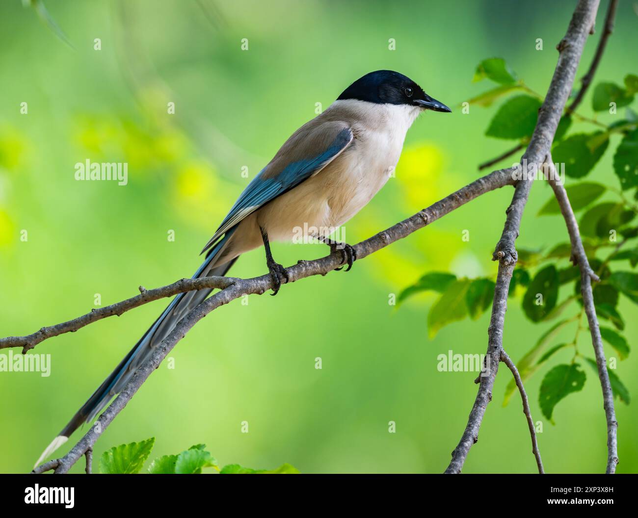 Asian azure winged magpie hi-res stock photography and images - Alamy