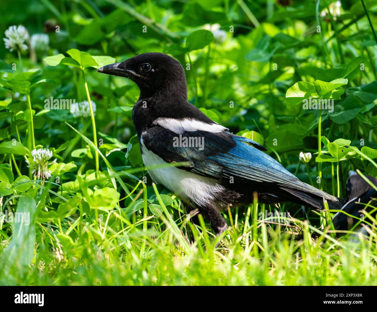 An Oriental Magpie (Pica serica) foraging on ground. Beijing, China. Stock Photo