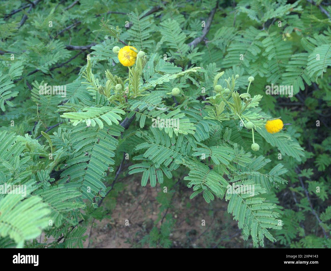Vachellia aroma) Plantae Stock Photo - Alamy