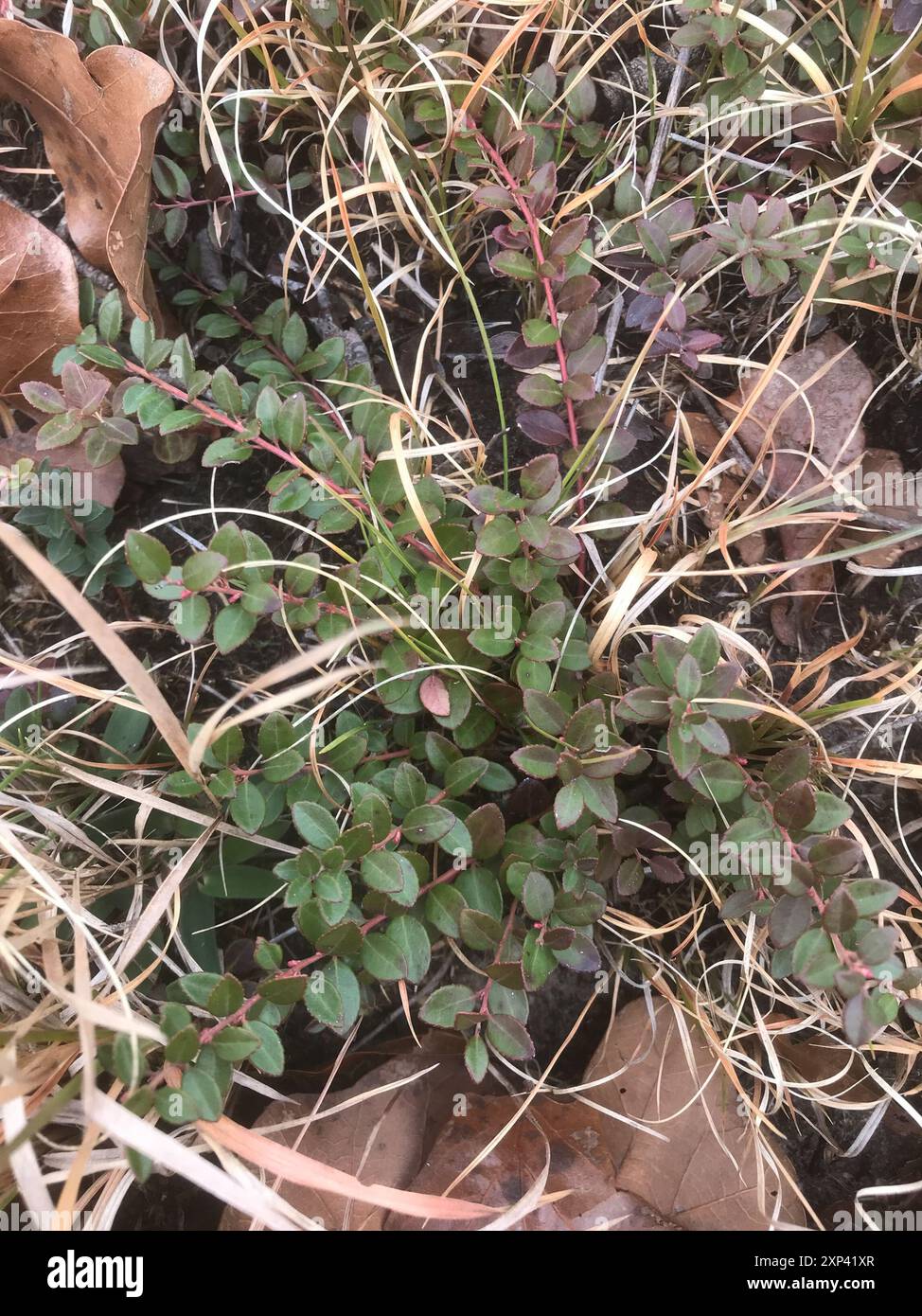 Creeping Blueberry (Vaccinium crassifolium) Plantae Stock Photo - Alamy