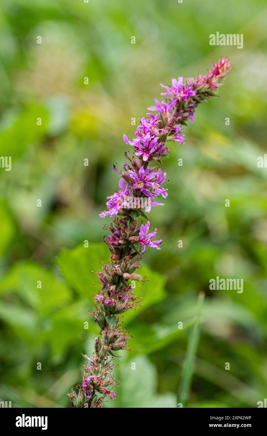 Lythrum salicaria . Wild plants. Wildflowers. Agricultural wastelands. Stock Photo