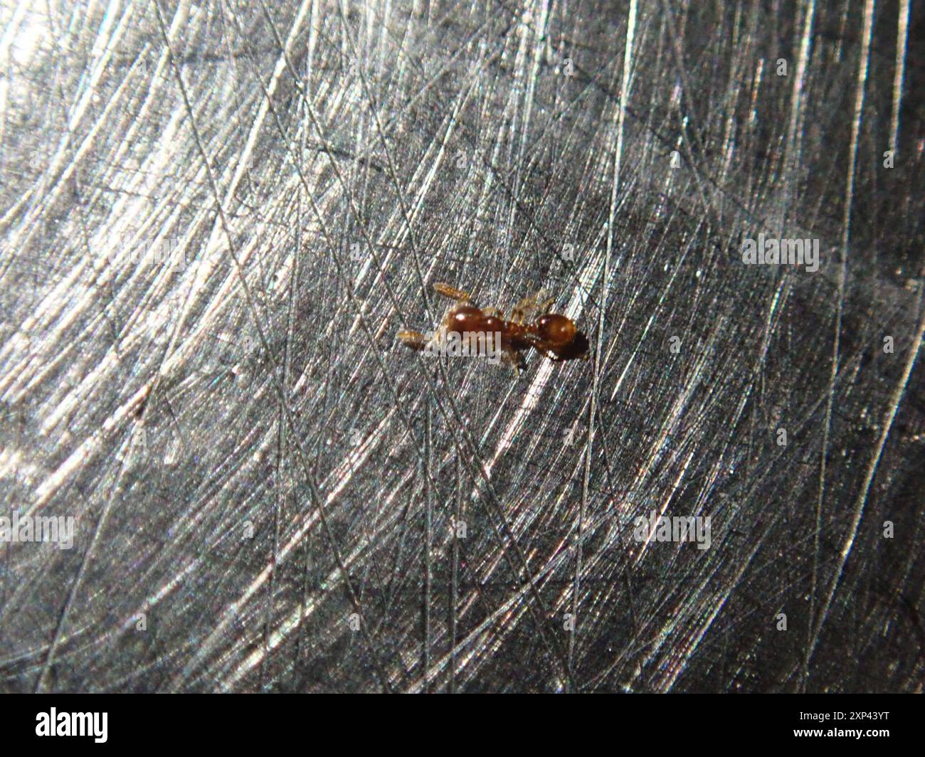 Timid ants hi-res stock photography and images - Alamy