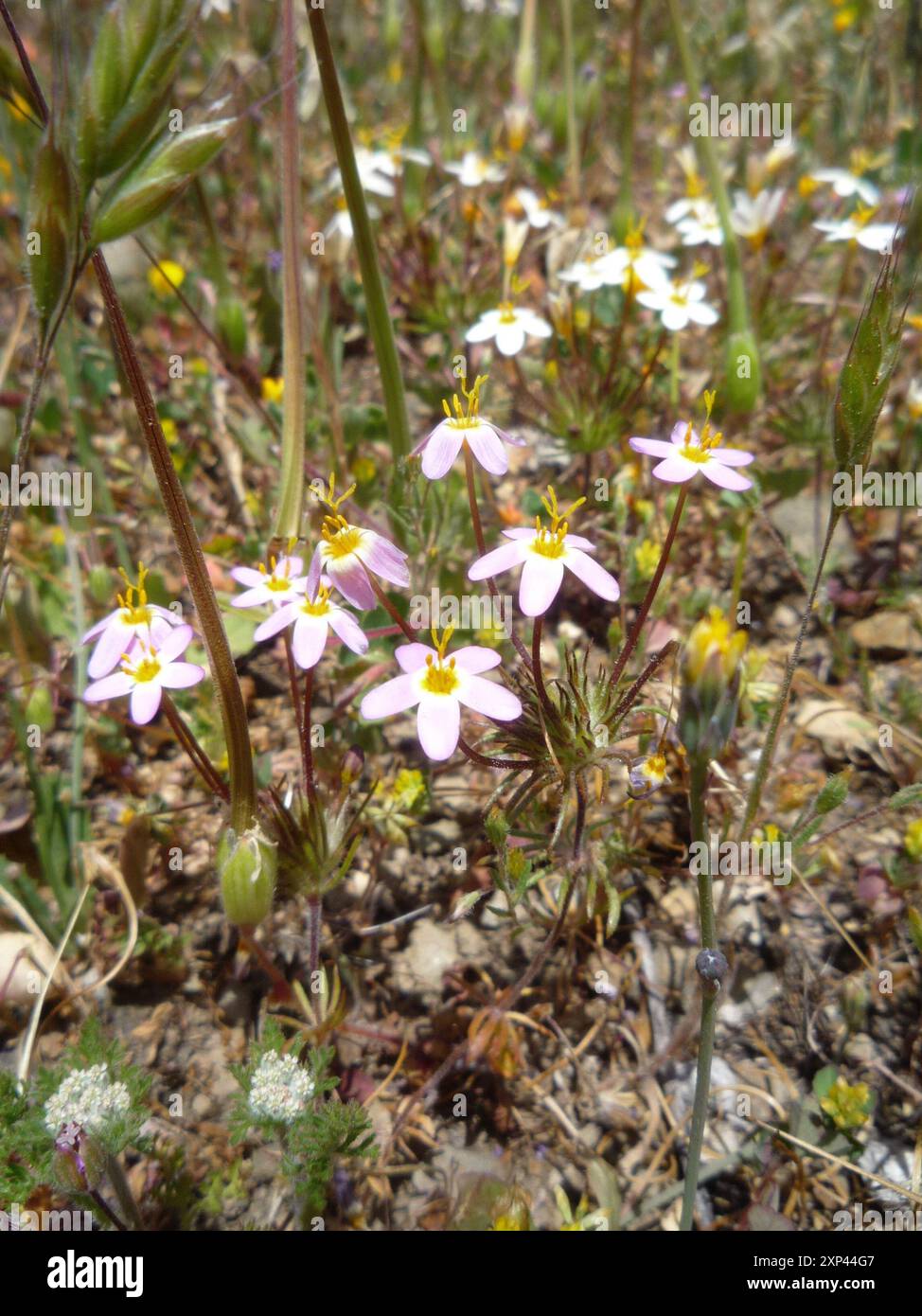 variable linanthus (Leptosiphon parviflorus) Plantae Stock Photo - Alamy