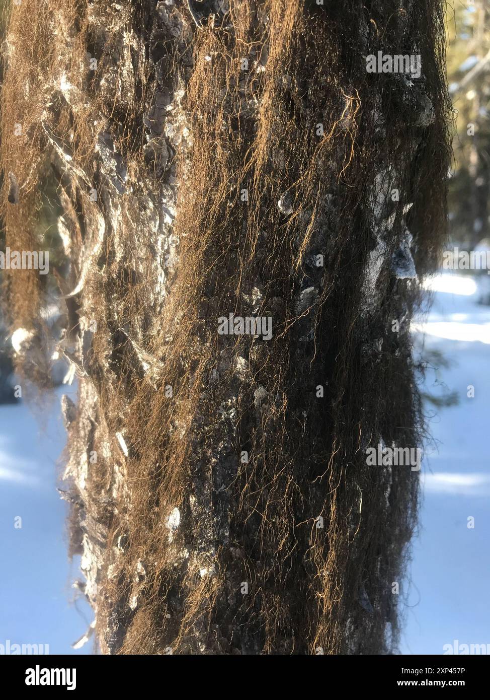 Horsehair Lichens (Bryoria) Fungi Stock Photo