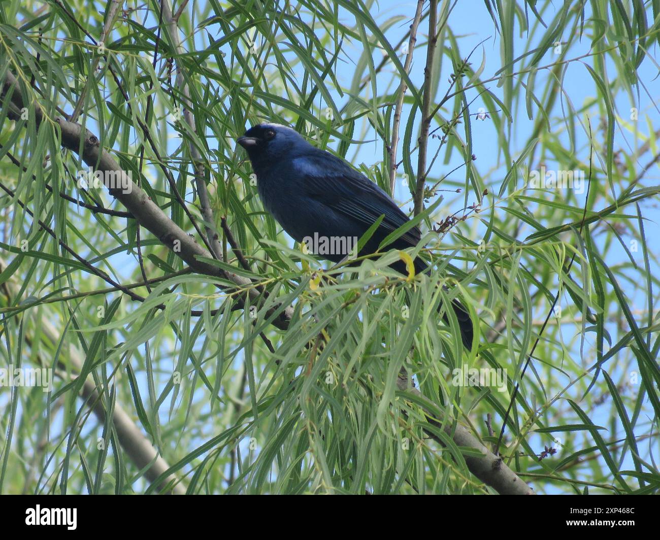 Diademed tanager stephanophorus diadematus hi-res stock photography and ...