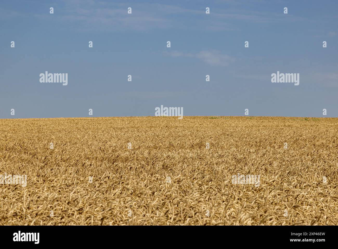 Cereal field under blue hi-res stock photography and images - Alamy