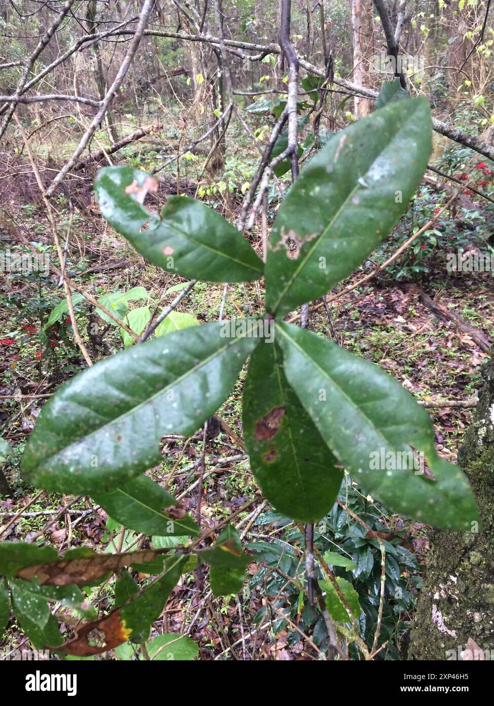 Darlington Oak (Quercus hemisphaerica) Plantae Stock Photo - Alamy