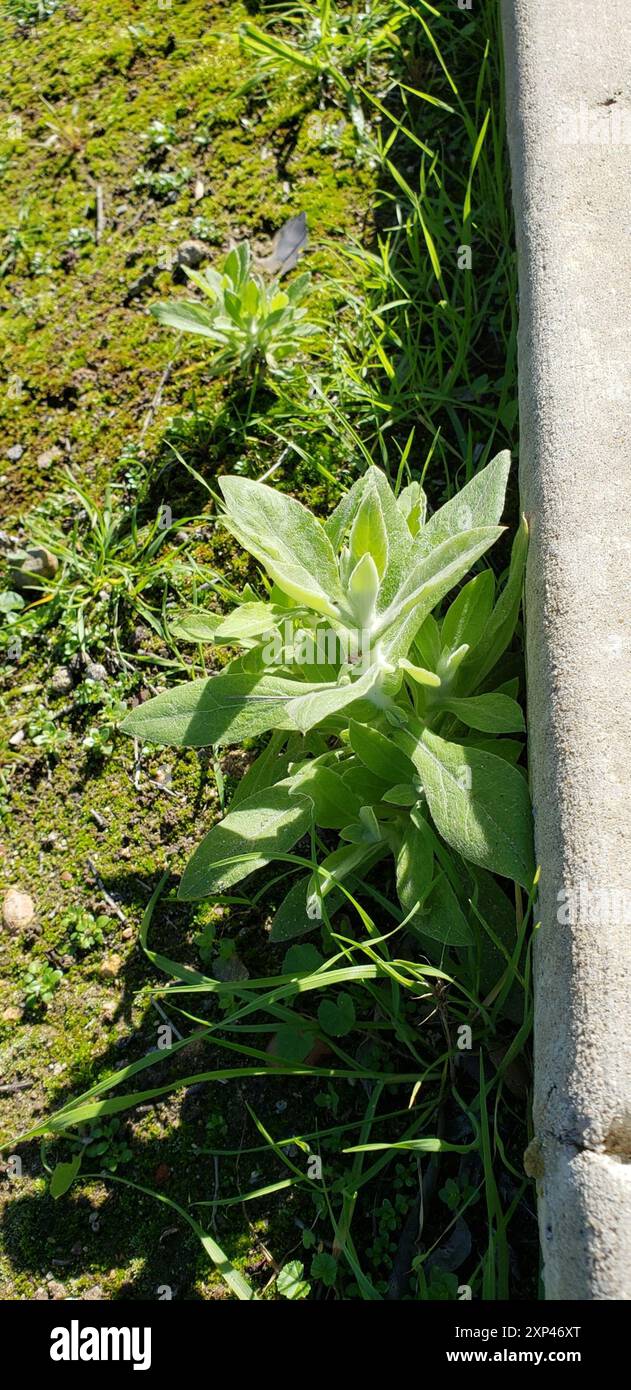 two-color rabbit tobacco (Pseudognaphalium biolettii) Plantae Stock ...