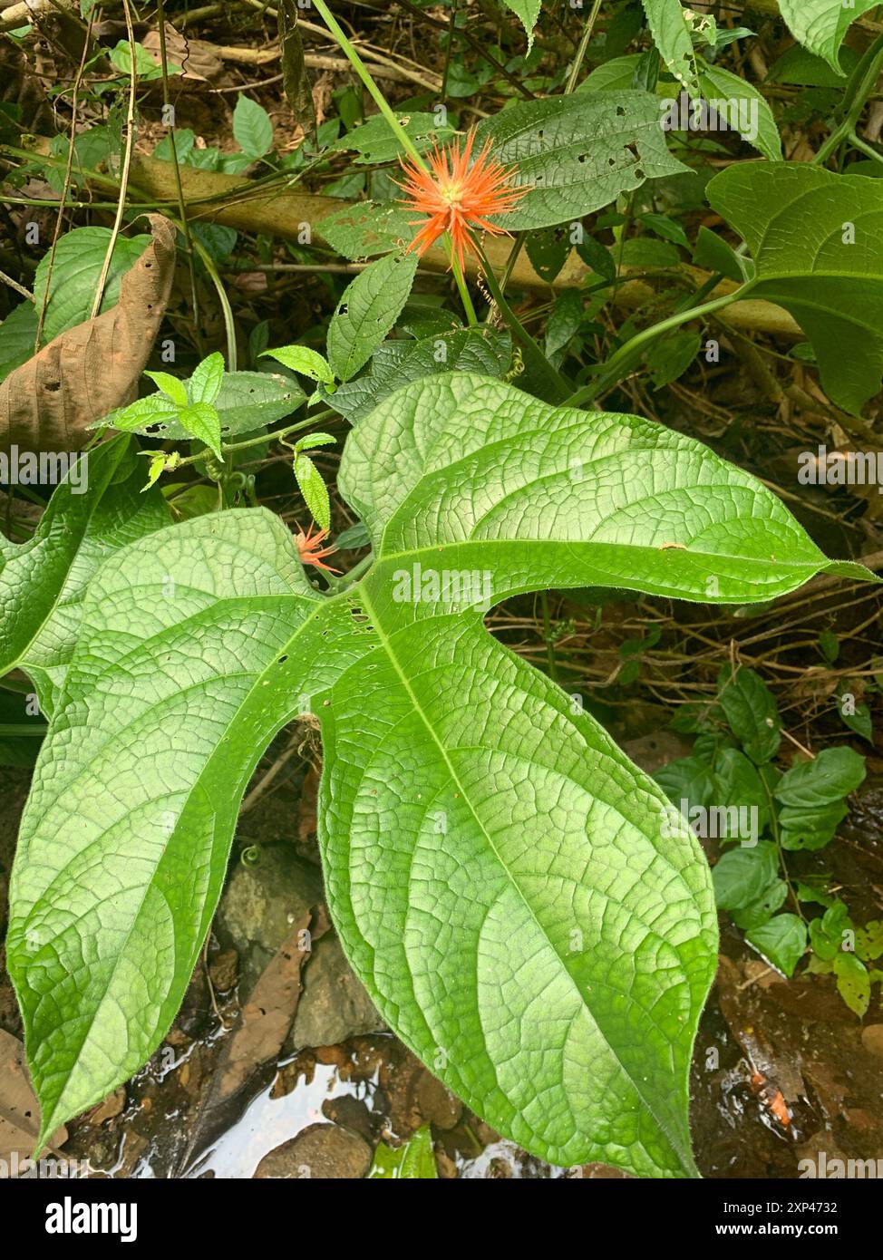 Jungle Cucumber (Gurania makoyana), Plantae, Tortuguero National Park,  Parque Nacional Tortuguero, CR-LI-PO, CR-LI, CR Stock Photo - Alamy