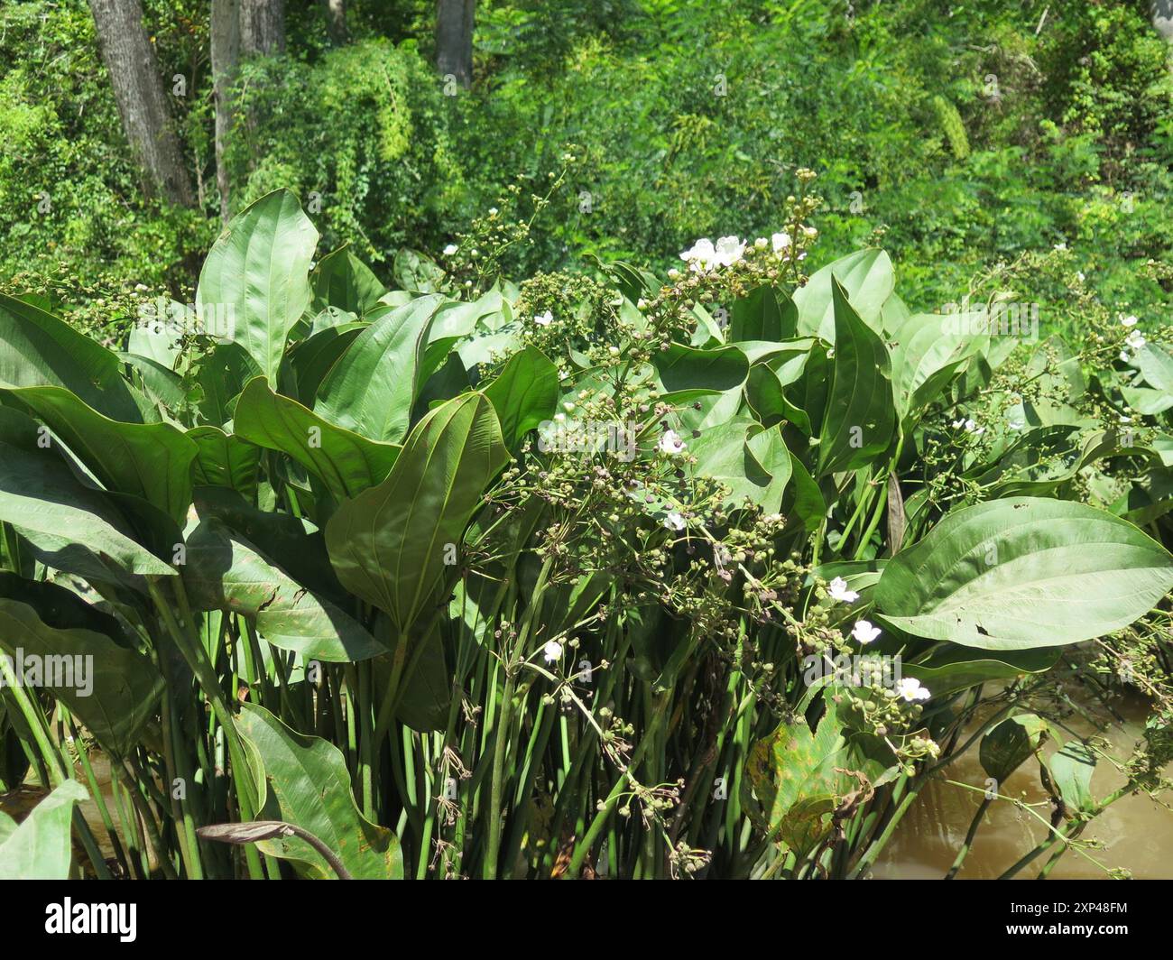 Creeping burhead (Echinodorus cordifolius) Plantae Stock Photo - Alamy