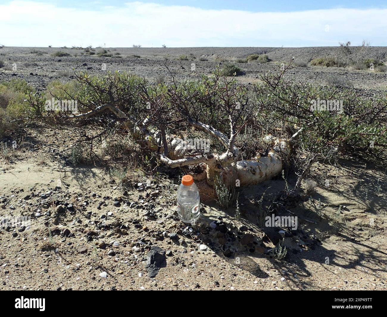 elephant tree (Bursera microphylla) Plantae Stock Photo - Alamy