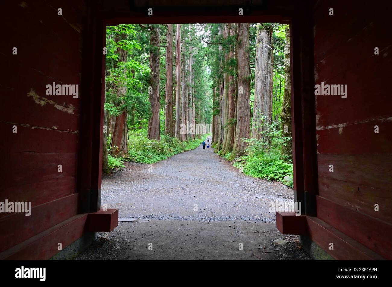 Okusha View of Avenue of Giant Cedar Trees from Japanese Gate at Togakushi ...