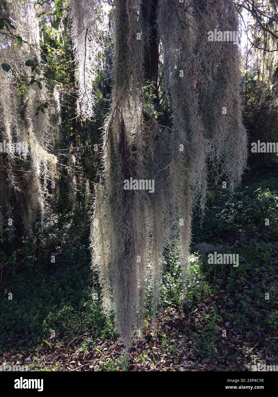 Spanish moss (Tillandsia usneoides) Plantae Stock Photo - Alamy
