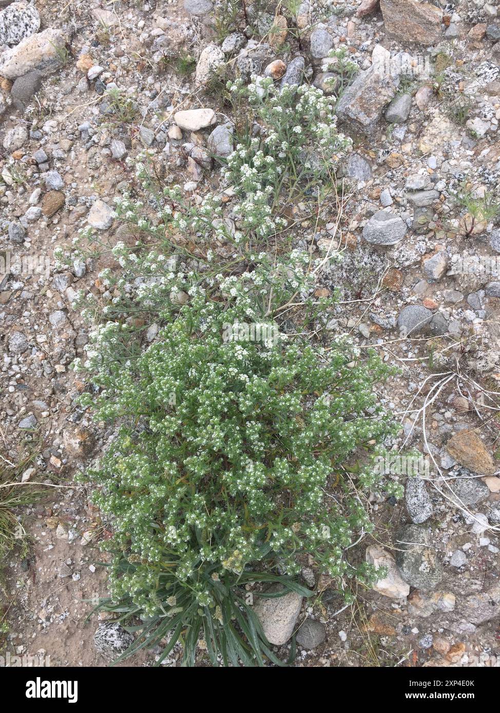 Guadalupe cryptantha (Cryptantha maritima) Plantae Stock Photo - Alamy