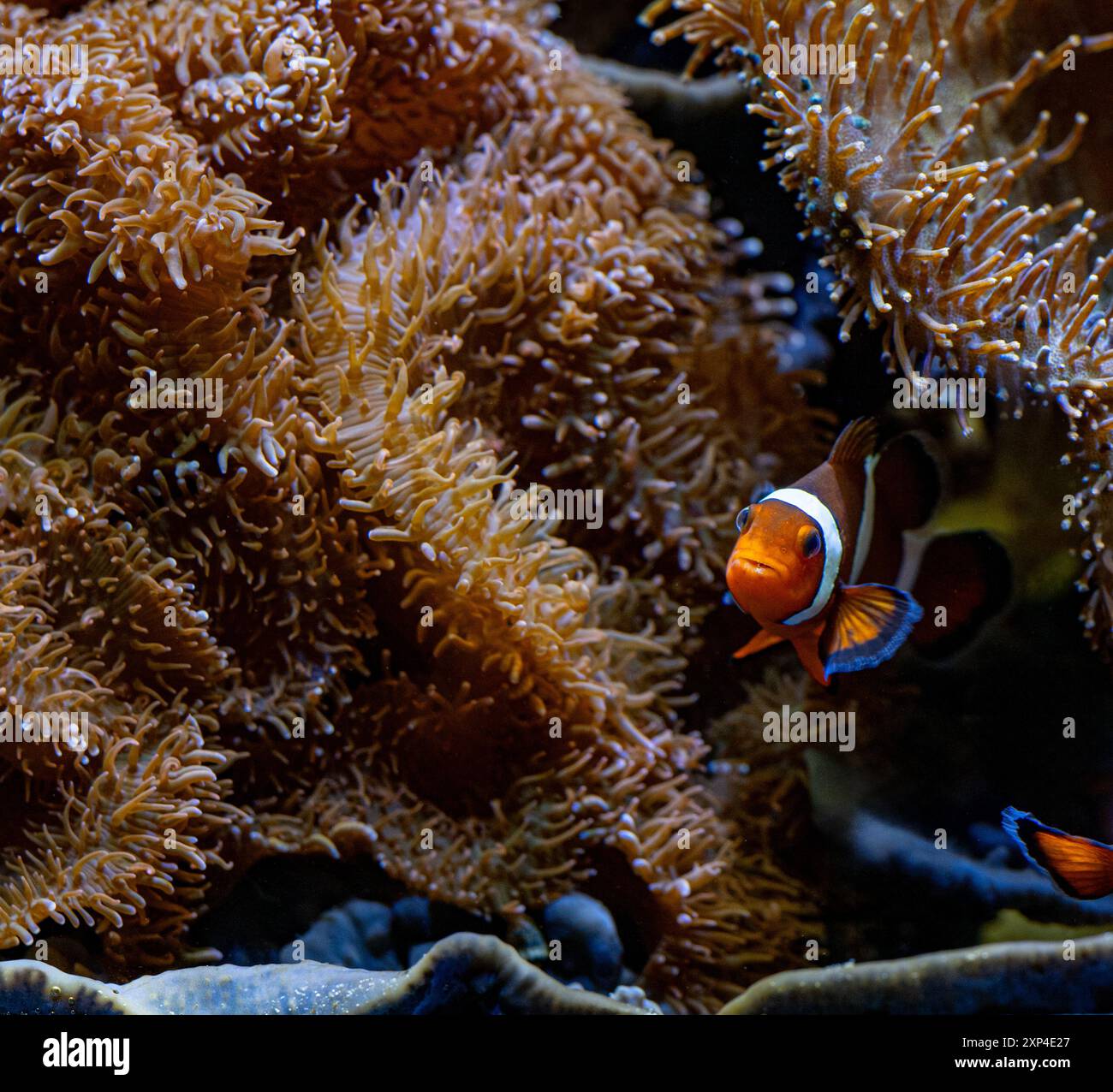 A common anemonefish (Amphiprion perideraion) Stock Photo