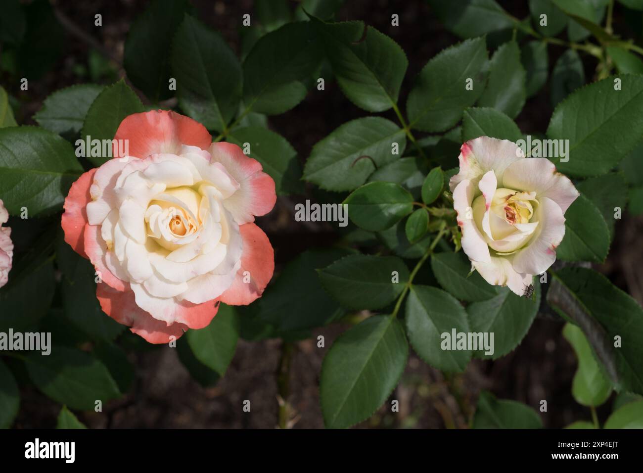 Blooming Roses: One Fully Bloomed and One Partially Budded, Dark Green ...
