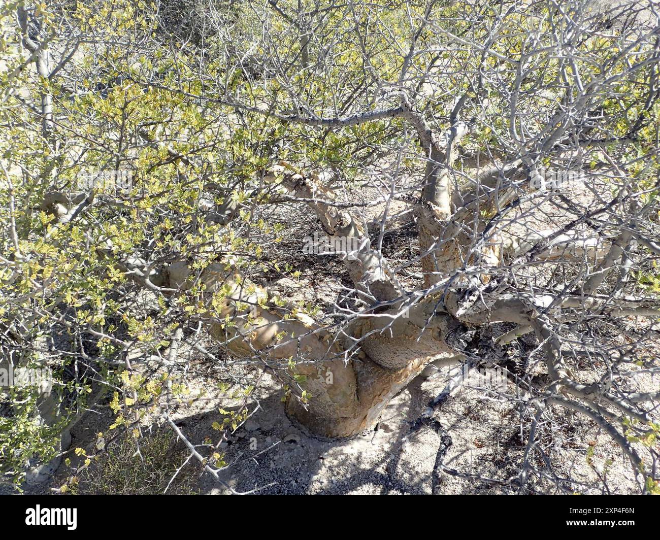 elephant tree (Bursera microphylla) Plantae Stock Photo - Alamy