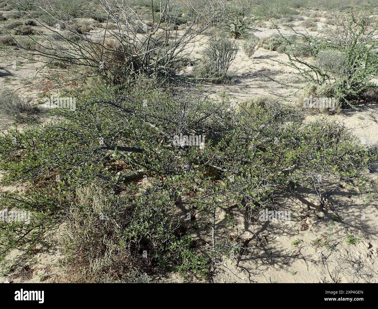 elephant tree (Bursera microphylla) Plantae Stock Photo - Alamy