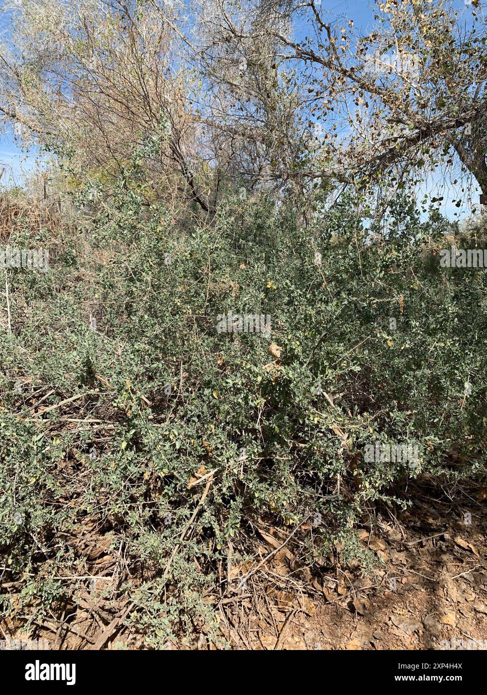 big saltbush (Atriplex lentiformis) Plantae Stock Photo - Alamy