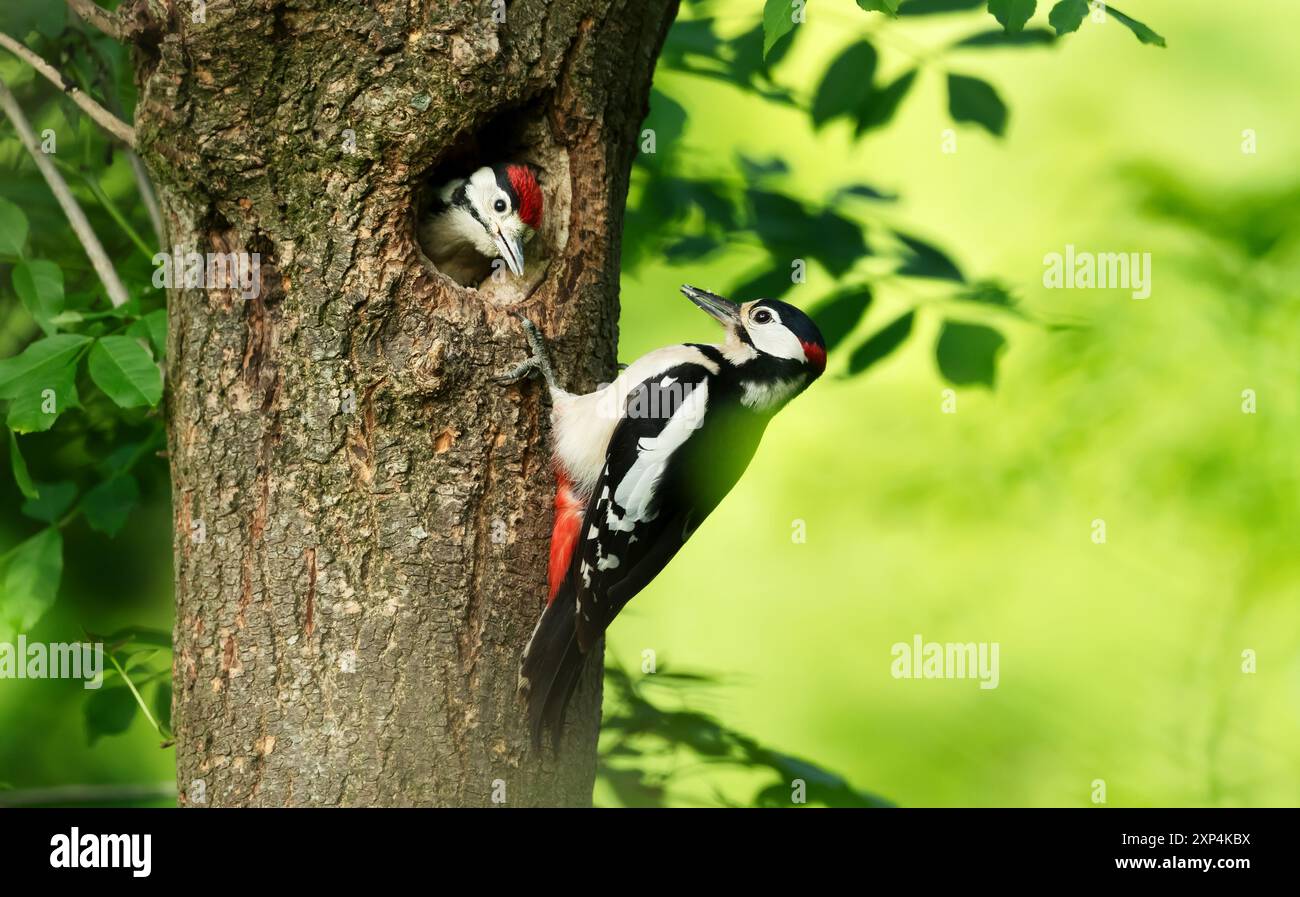 Close-up of a male great spotted woodpecker feeding chicks Stock Photo ...