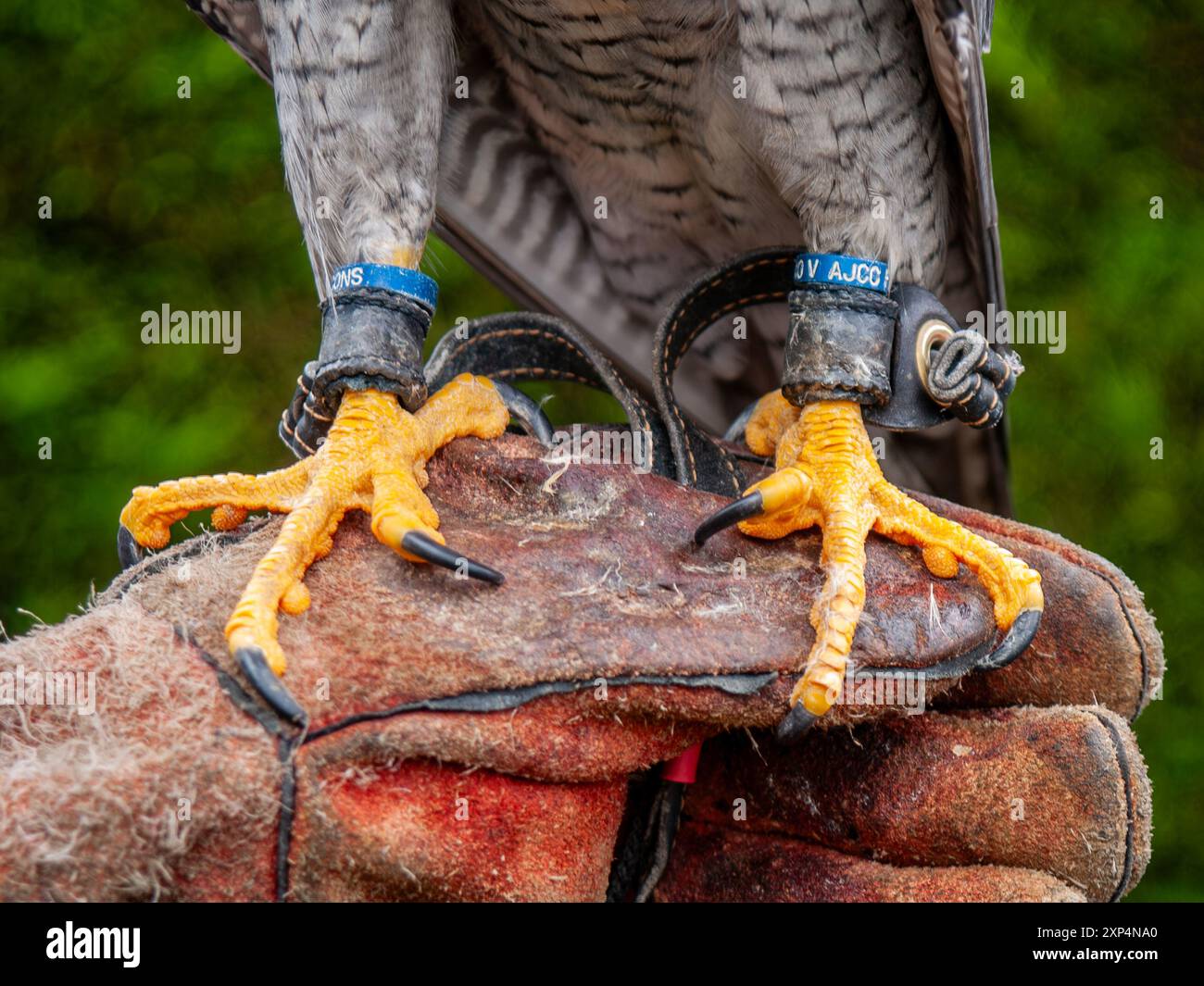 Peregrine Falcon. Close up showing talons, jesses and rings on its legs ...