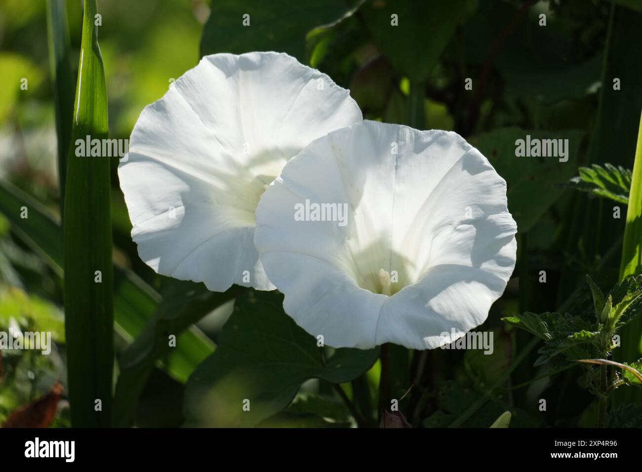 Growing wild large bindweed hi-res stock photography and images - Alamy