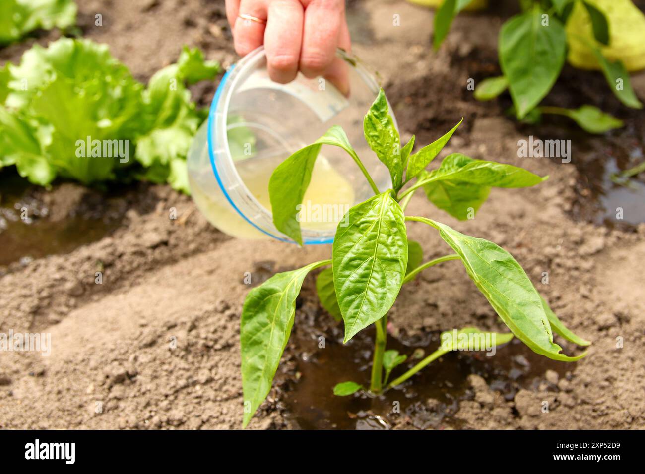 Plant mineral hi-res stock photography and images - Alamy