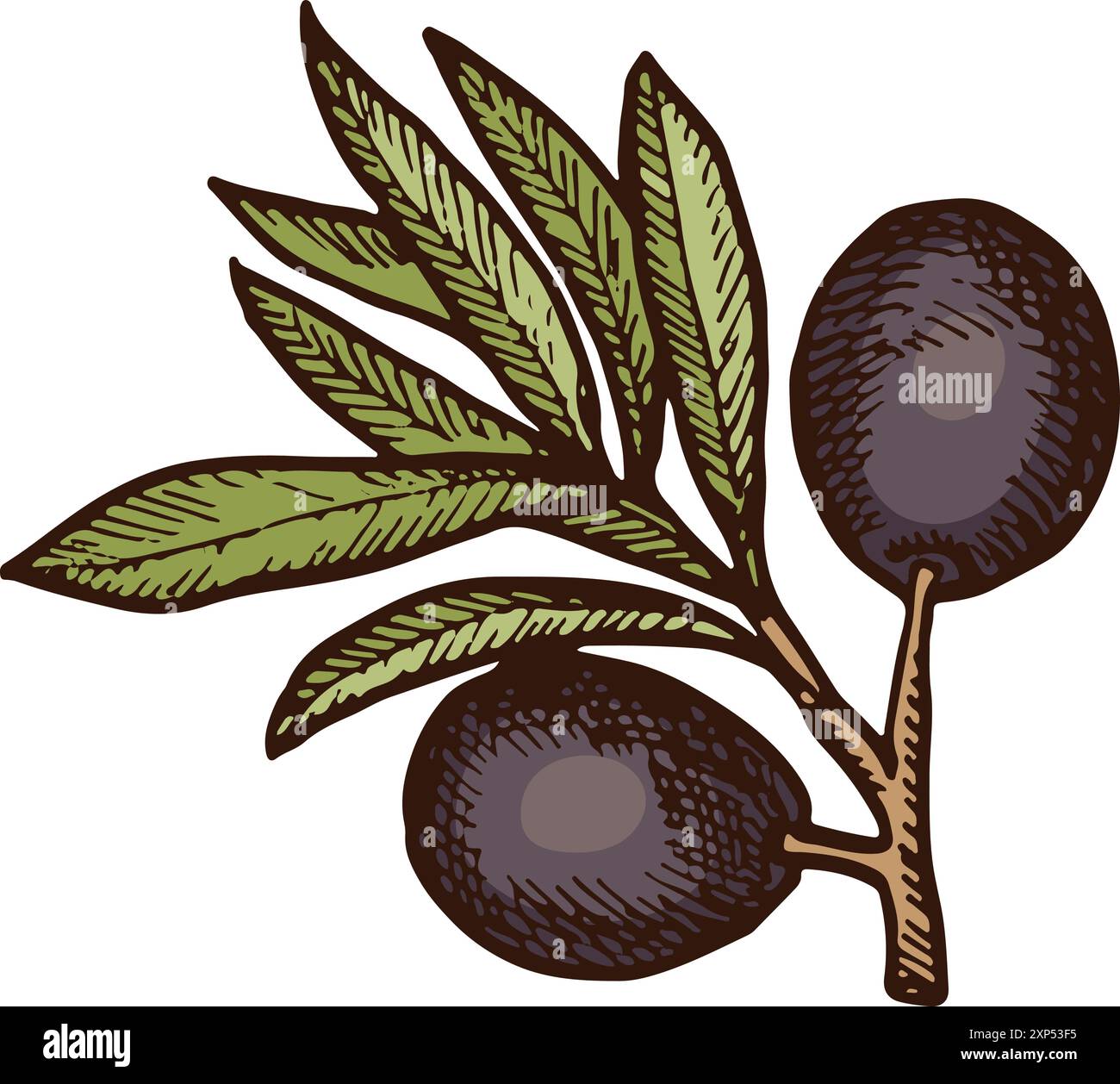 Organic tree branch with black olive color sketch Stock Vector Image ...
