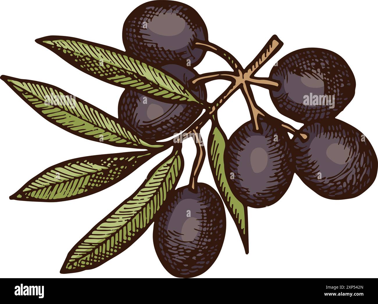 Black olives grow on tree branch color illustration Stock Vector Image ...